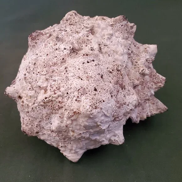 Extra Large Sandy Sea Shell with Wide Mouthed Spikey Conch Decor